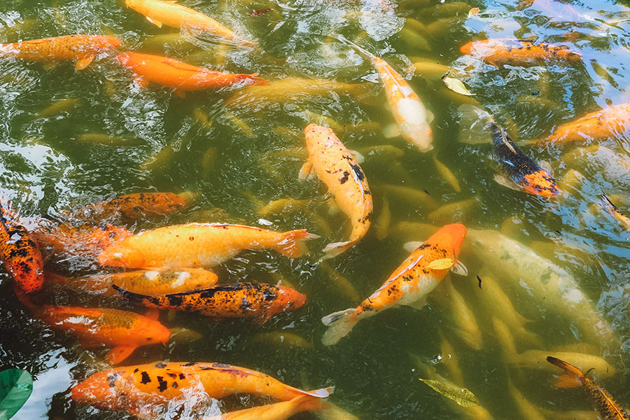 The Byodo-In Temple Koi Fish